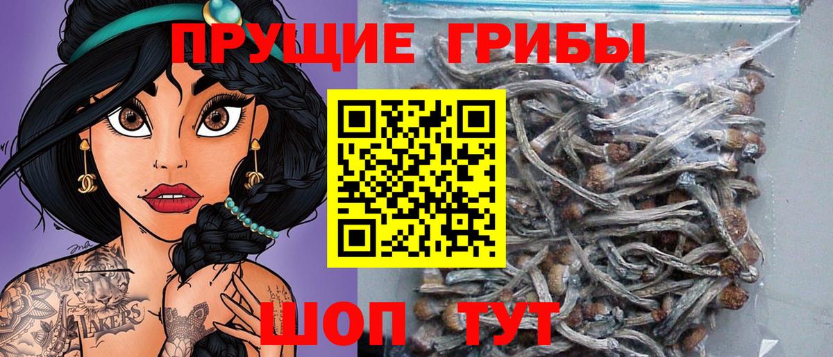 Псилоцибиновые грибы Psilocybe Советский